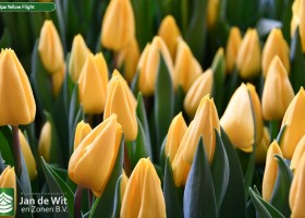Tulipa Yellow Flight ® (3)